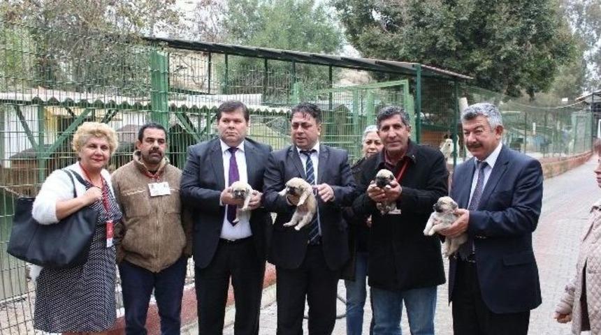 B&uuml;y&uuml;kşehir, Hayvan Sahiplenmek İsteyenleri G&uuml;llerle Karşılayacak