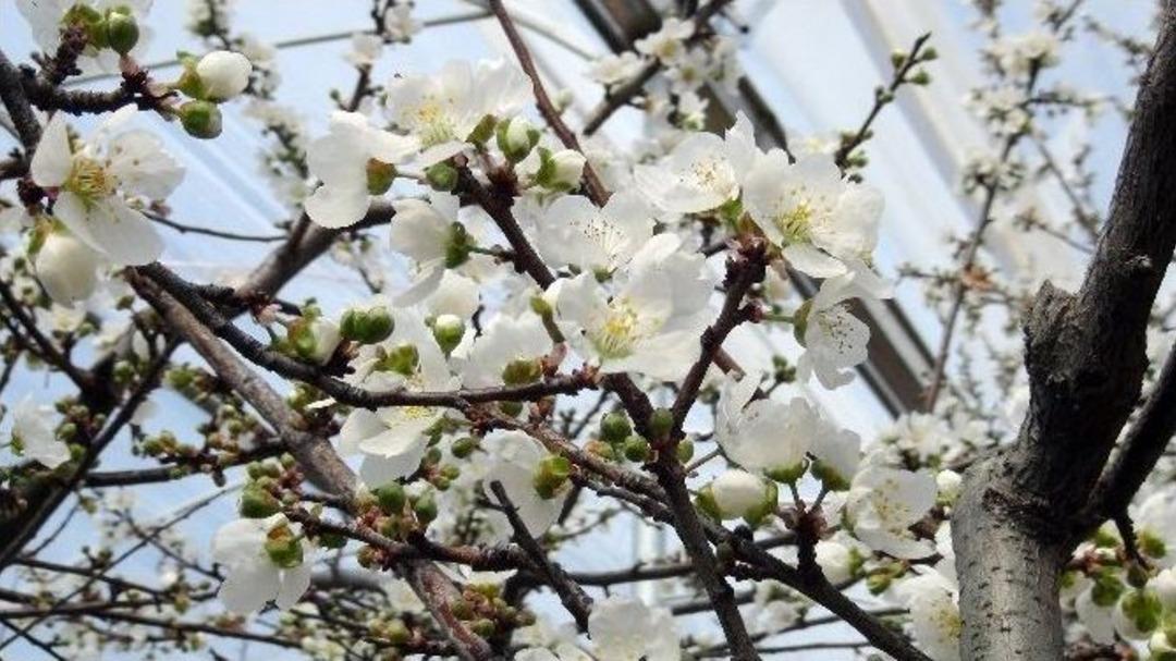 (&ouml;zel Haber) &Ouml;rt&uuml; Altındaki Erikler &Ccedil;i&ccedil;ek A&ccedil;tı