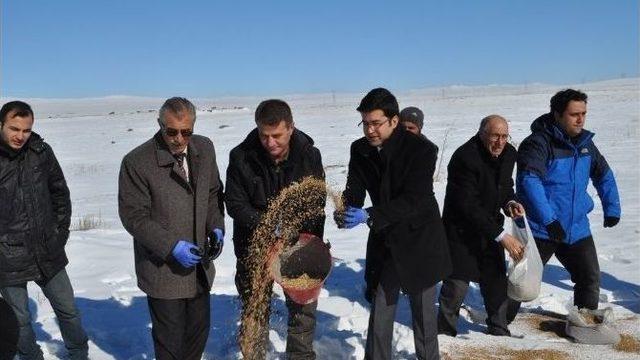 Kuyucuk Gölü´nde Kuşlar Yemlendi