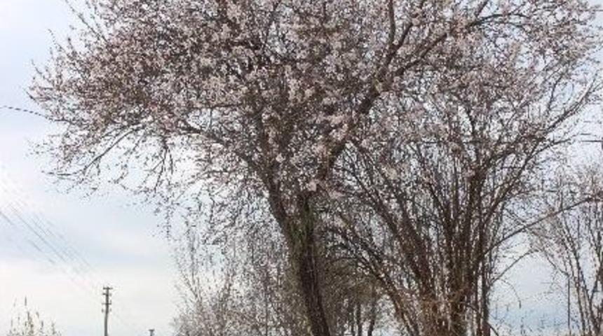 Aydın&rsquo;da Baharın M&uuml;jdecisi Bademler &Ccedil;i&ccedil;ek A&ccedil;tı