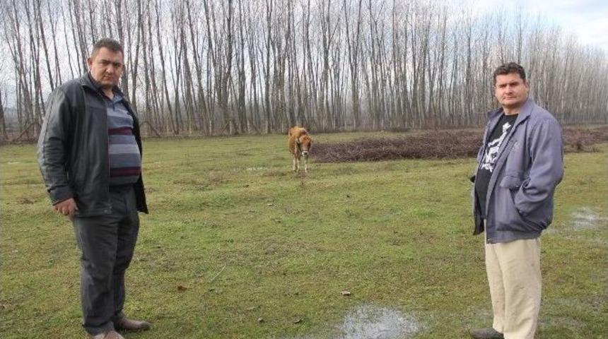 Bartın&rsquo;da B&uuml;y&uuml;kbaş Hayvan Hırsızlığı