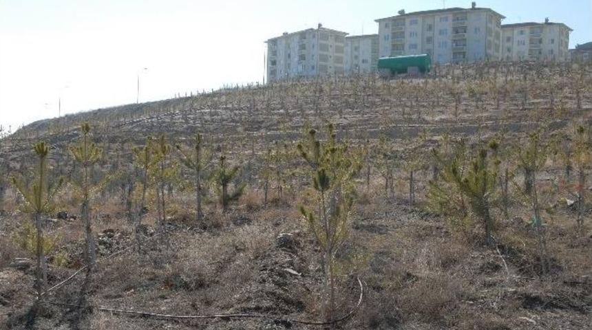 &Ccedil;orum Belediyesi Akkent&rsquo;i Ağa&ccedil;landırıyor