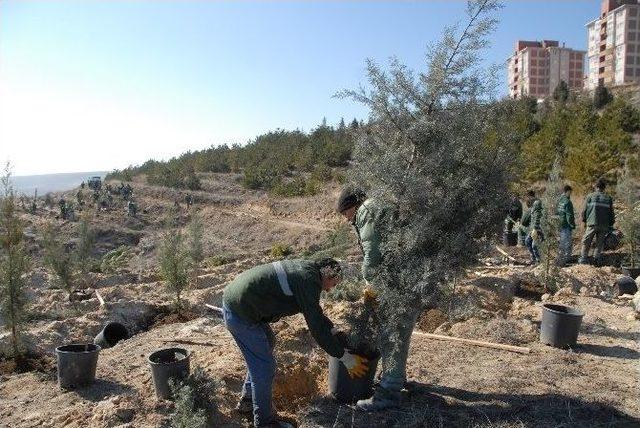 &Ccedil;orum Belediyesi Akkent&rsquo;i Ağa&ccedil;landırıyor 2