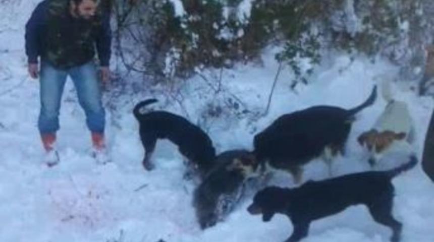 Domuza İşkence Yapan Avcılara, 3 Bin 682 Tl Ceza Uygulandı