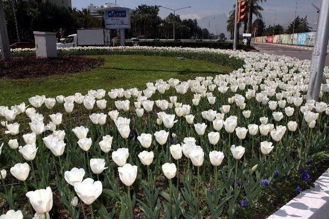 Antalya Caddelerine 4 Milyon Çiçek