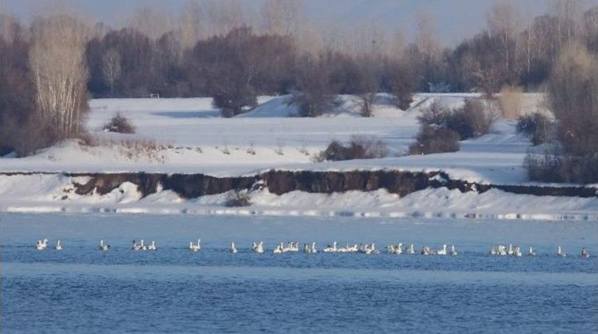 Kuğular, Van G&ouml;l&uuml;&rsquo;ne Geldi