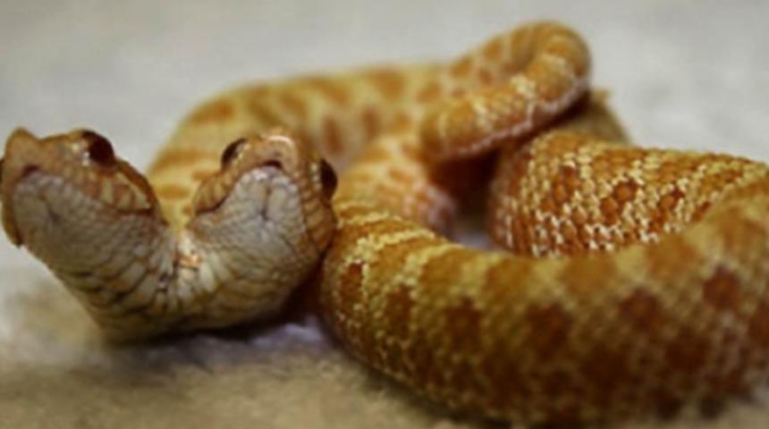 &Ccedil;ift başlı doğan hayvanlar