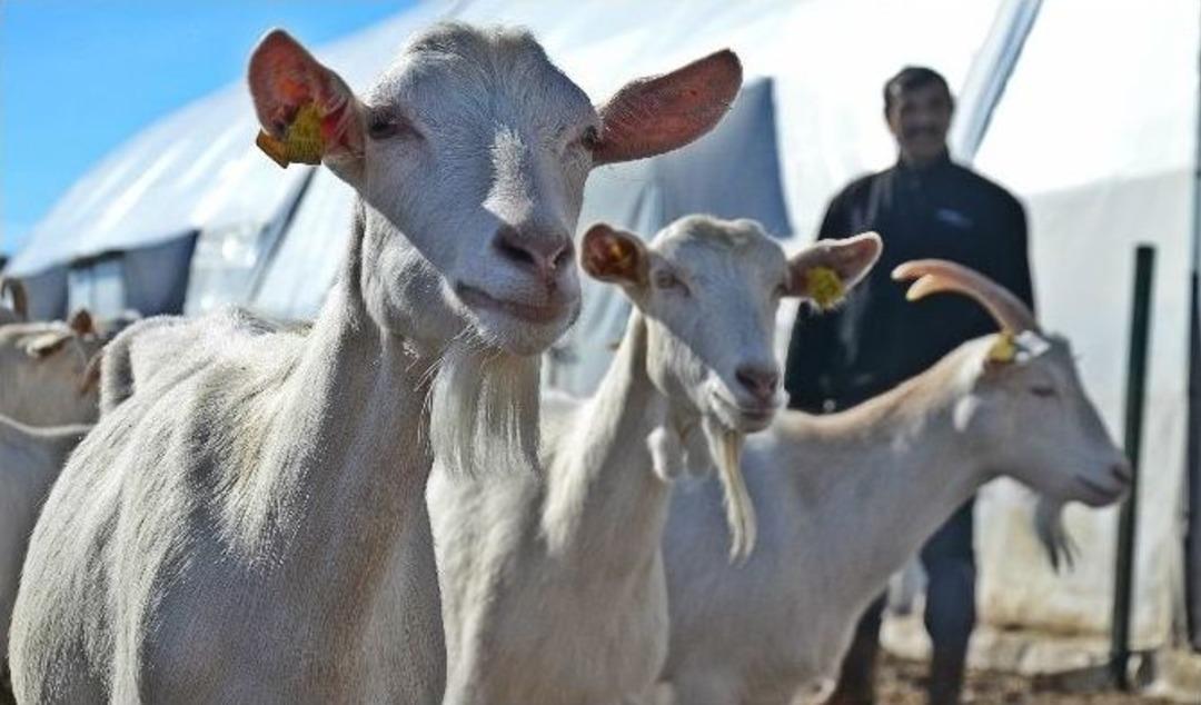 (&ouml;zel Haber) Anne S&uuml;t&uuml;ne En Yakın Gıda Tehlikede