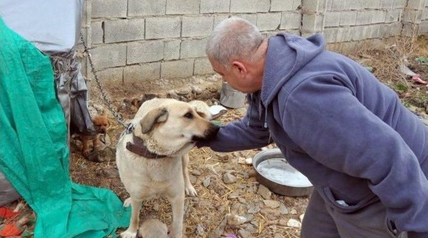 Kendini Sokak Hayvanlarına Adayan Emekli Polis