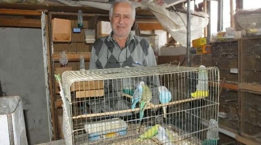 Burhaniyeli Marangozun Kuş Tutkusu