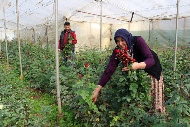 Çiçek Üreticisi Eşten 42 Yıl Sonra İlk Gül