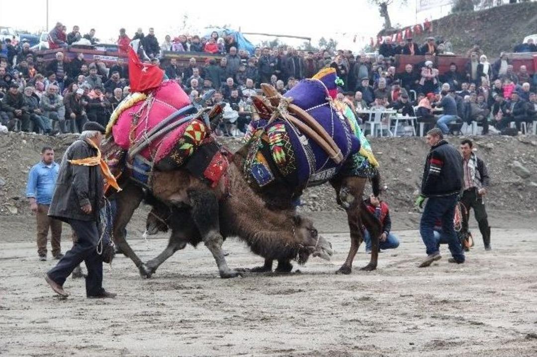 Edremit&rsquo;te Deve G&uuml;reşleri Yapıldı