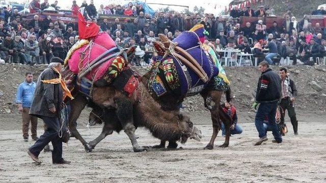 Edremit’te Deve Güreşleri Yapıldı