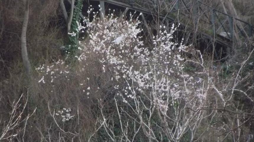 Bursa&rsquo;da Yalancı Bahar