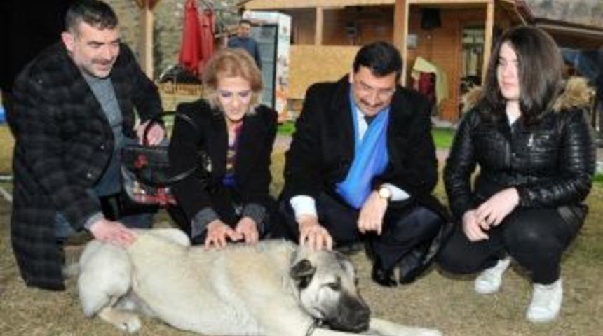 Ke&ccedil;i&ouml;ren Belediyesi&rsquo;nden Sokak Hayvanlarına Kuru Mama