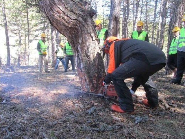 Orman Köylüsüne Ağaç Kesme Eğitimi