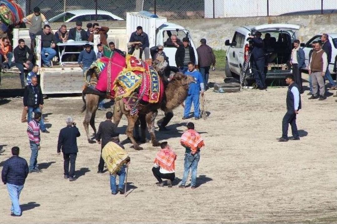 Umurbey&rsquo;de Geleneksel Deve G&uuml;reşleri Yapıldı
