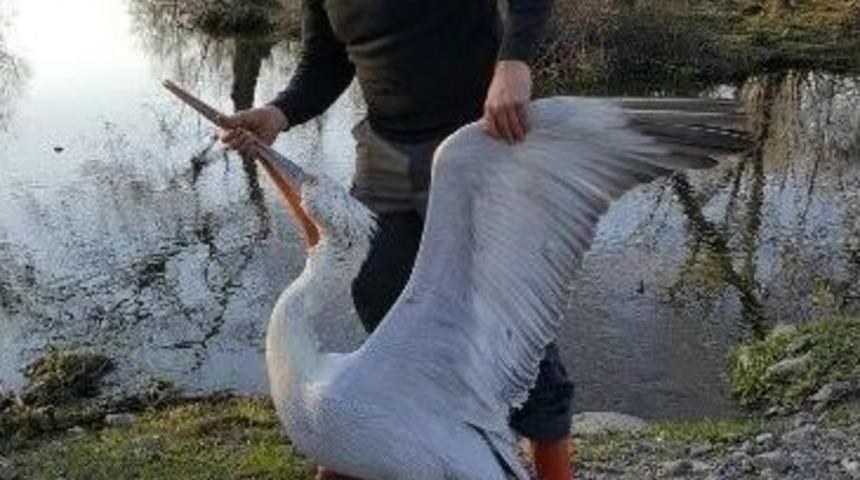 Tedavi Edilen Yaralı Pelikan Göle Bırakıldı