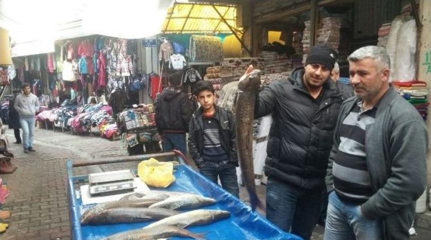 Botan Balığına İlgi Artıyor