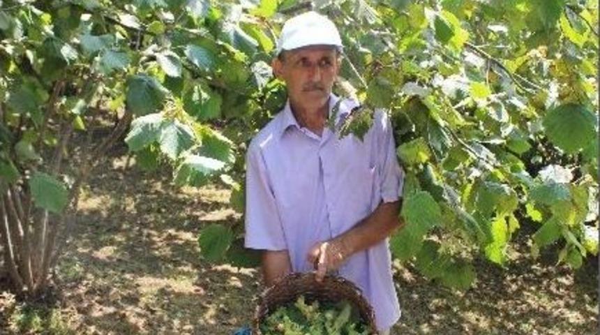 Kfmib&rsquo;den Fındıkta Verimsizlik Uyarısı