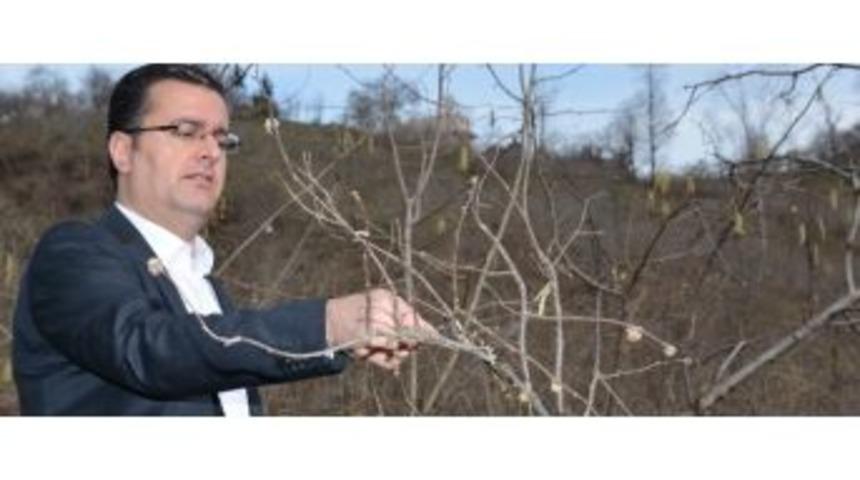 Fındıkta 600 &Uuml;reticiye &lsquo;hastalık&rsquo; Eğitimi