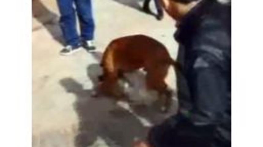 Boxer Cinsi K&ouml;pek Dehşet Sa&ccedil;tı