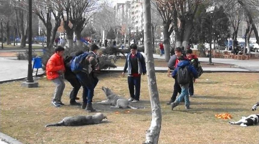 Diyarbakır&rsquo;da Başıb&ouml;ş K&ouml;pekler Korkutuyor