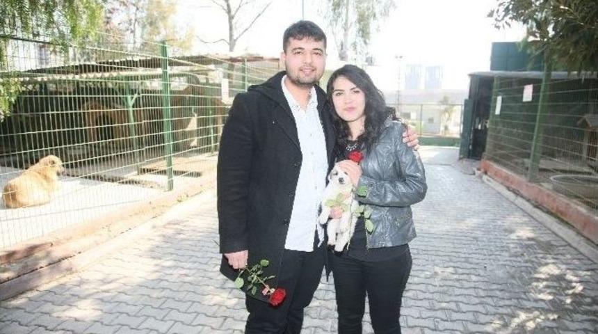 Sevgililer G&uuml;n&uuml;&rsquo;nde, Sokak Hayvanı Sahiplendiler