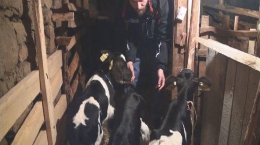 İnek Bir Batında &Uuml;&ccedil;&uuml;z Doğurdu