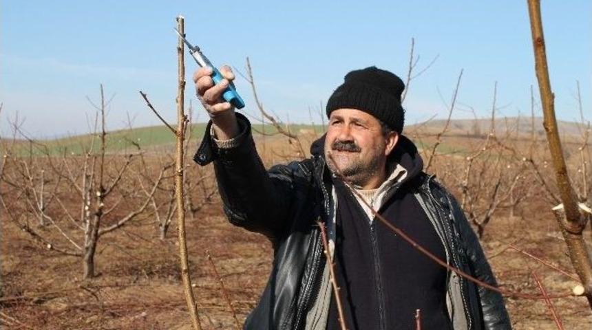 Sertifikalı Budamacılar İş Başında