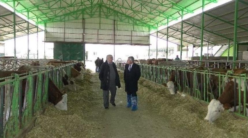 Malatya&rsquo;da Hayvancılık Desteklemelerine Devam