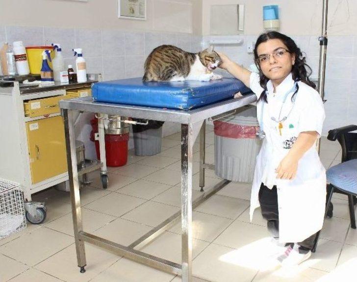 (özel Haber) 1 Metrelik Boyuyla Bütün Zorlukları Aşıp Veteriner Oldu Ama Kanunu Aşamadı G2