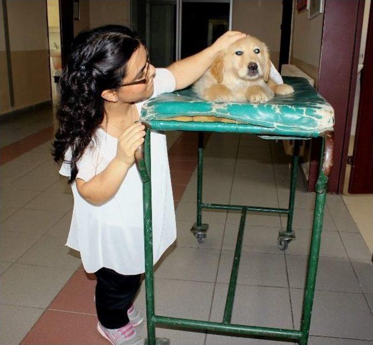 (özel Haber) 1 Metrelik Boyuyla Bütün Zorlukları Aşıp Veteriner Oldu Ama Kanunu Aşamadı G3