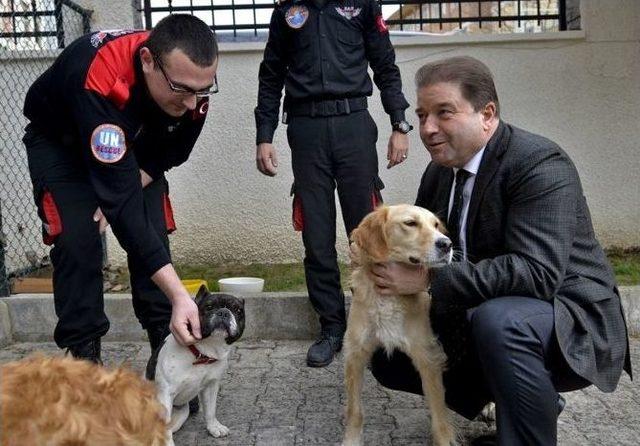 Maltepe’de Sokak Köpekleri Eğitilerek, Arama Kurtarma Çalışmalarında Görevlendiriliyor