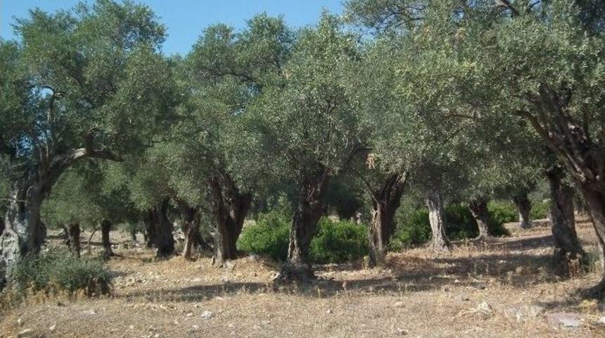 Bosnalı; &rdquo;zeytin &Uuml;reticisi Tedirgin&rdquo;