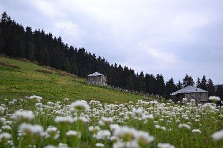 Sahilden Yaylalara Teleferik G4