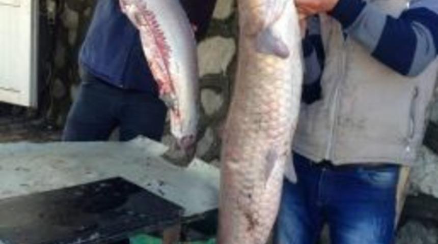 Batman Barajında 22 Kiloluk Şabot Balığı Yakalandı