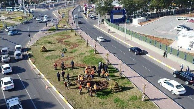 Peygamberler Şehri Güllerle Donatılıyor