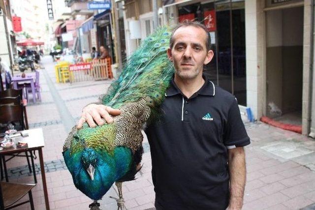 (özel Haber) Tavus Kuşunu Nereye Gitse Yanında Gezdiriyor