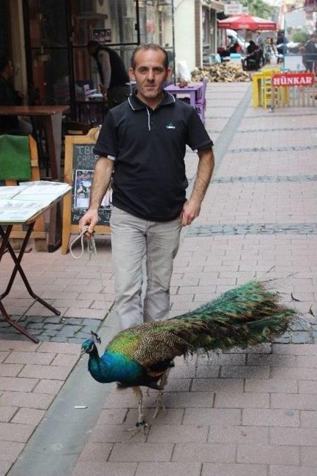 (özel Haber) Tavus Kuşunu Nereye Gitse Yanında Gezdiriyor