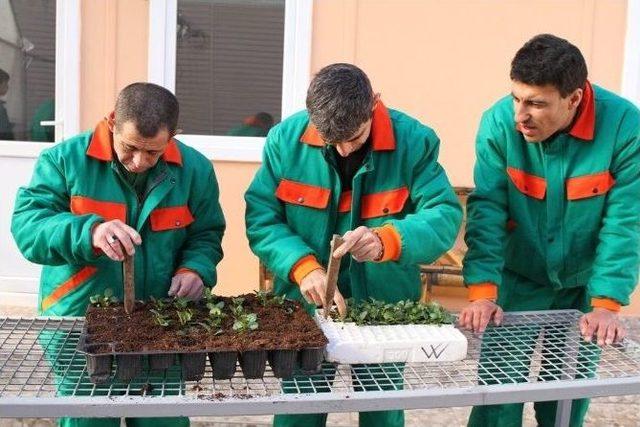 Engelli Öğrencilerin Yetiştirdiği Bitkiler Denizli’yi Süslüyor