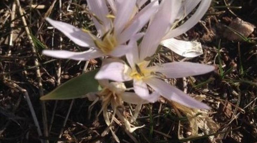 Adıyaman&rsquo;a Bahar Erken Geldi
