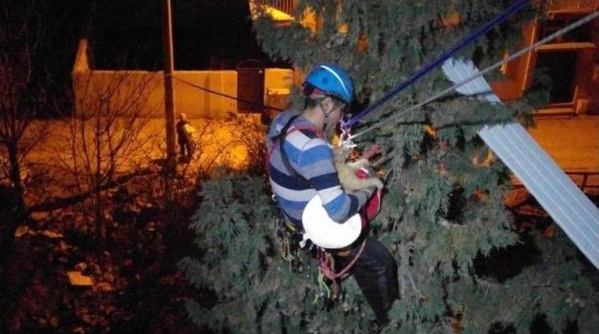 3 G&uuml;n Ağa&ccedil;ta Mahsur Kalan Kedi Operasyonla İndirildi