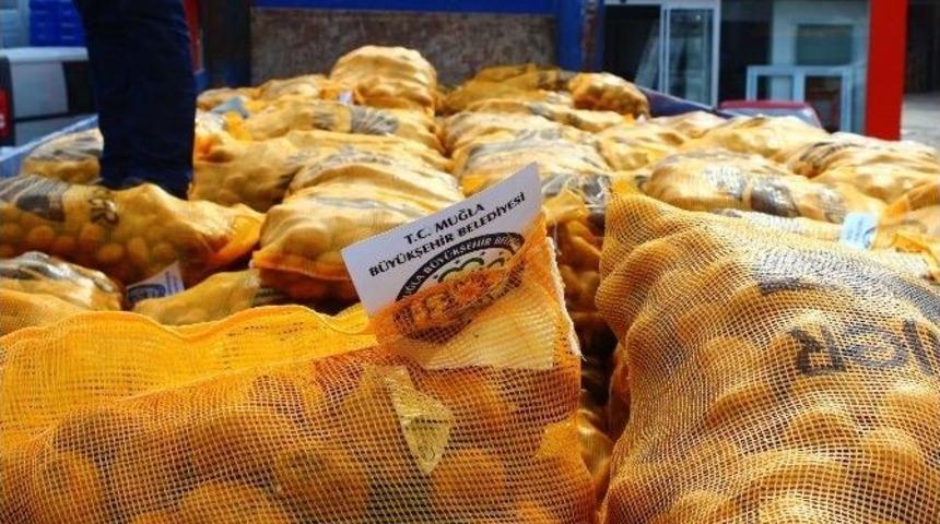 B&uuml;y&uuml;kşehir, &Uuml;reticilere 130 Ton Patates Tohumu Dağıttı