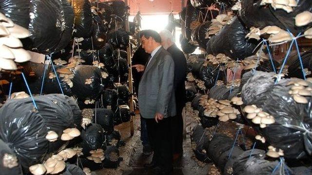 İstiridye Mantarının Kilosu 40 Tl