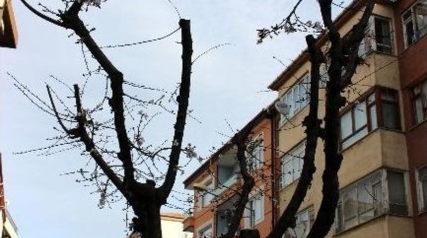 Yalova&rsquo;da Ağa&ccedil;lar Yalancı Bahara Kandı