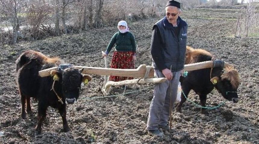 Tosunlara Karasaban Eğitimi