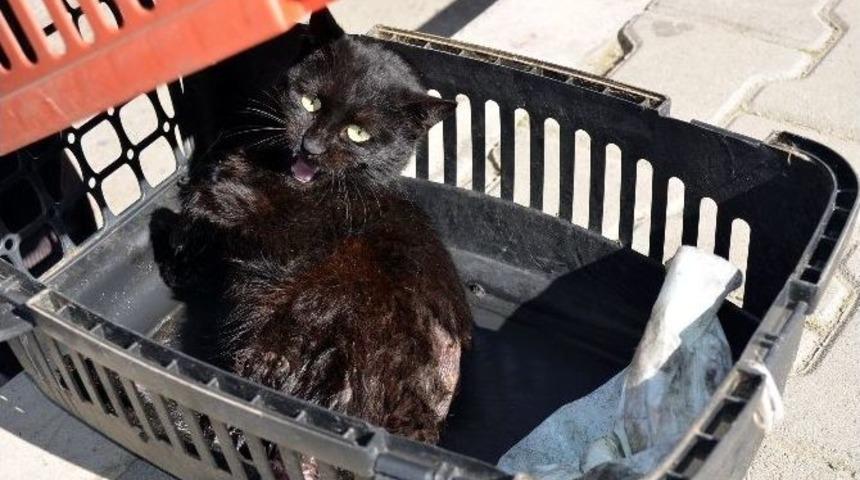 (&ouml;zel Haber) Vicdansızlar Yavru Kediye T&uuml;fekle Ateş Etti