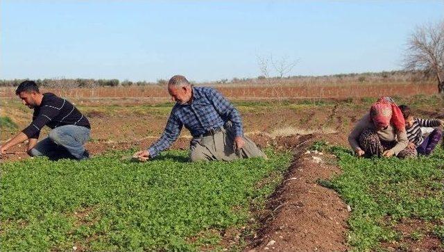 Sınırdaki Hayatlar