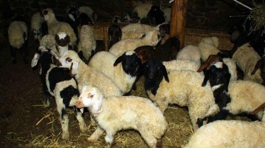 Hakkari&rsquo;de Kuzulama Mevsimi Başladı